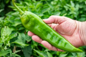 A hand holding a large New Mexican green chile in an outdoor garden setting.