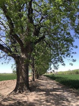 A row of trees in the middle of a field.