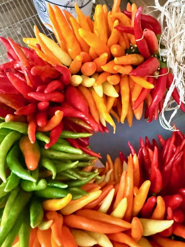 MULTICOLORED PEQUIN CHILE PEPPER HEART WREATH - Image 2