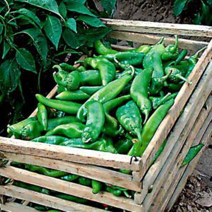New Mexico Chile